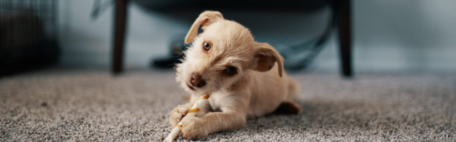 Carpet Cleaning Thornbury