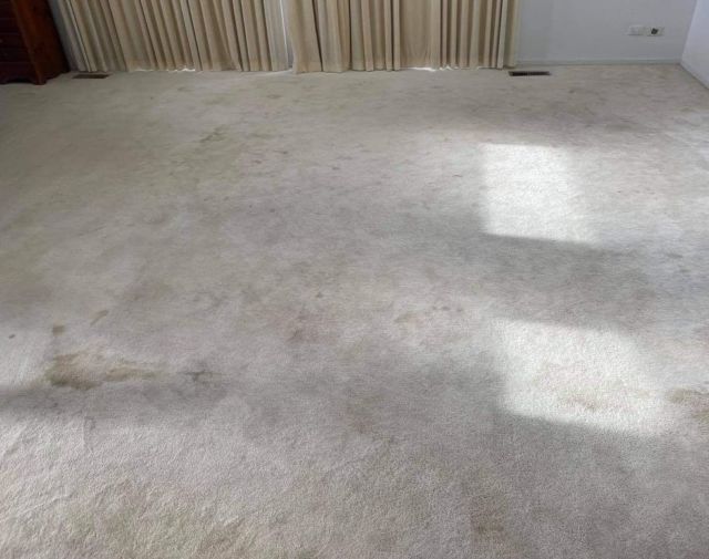 Carpet Cleaning Melbourne | #1 Carpet Steam Cleaning in Melbourne